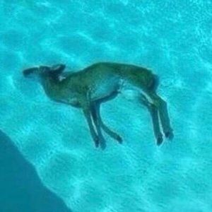 Meet your Posher, Brad